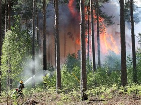 Wildfire at Swinley Forest