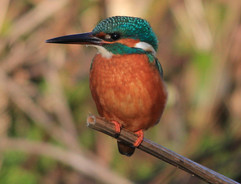 Kingfisher, by Rob Solomon