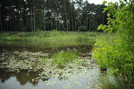 Pond at Buckler's Forest