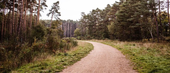 Buckler's forest path and tree line