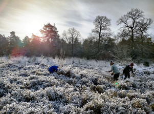 Rangers carrying out heathland conservation in the snow