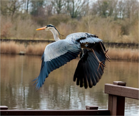 Heron taking flight at a pond