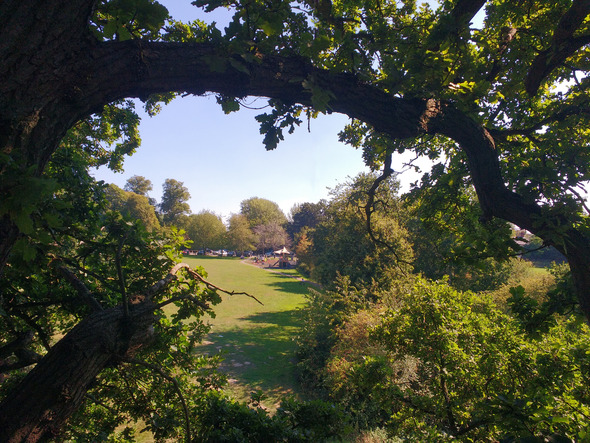 View up high from a tree, overlooking Pope's Meadow