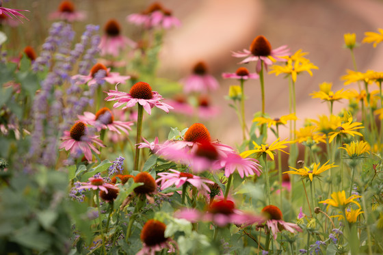 Photo of wildflowers