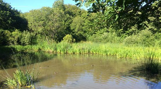 Frog Pond Wood