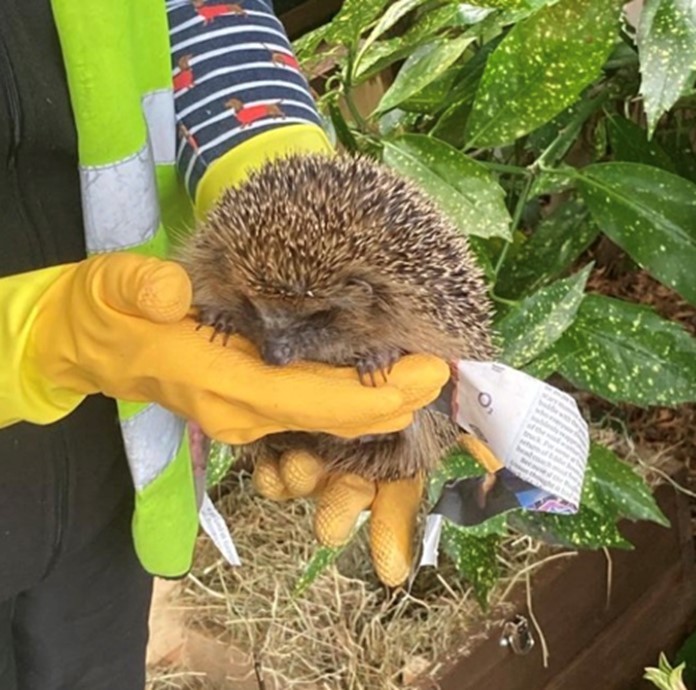 Hedgehog release 