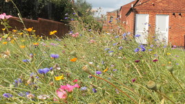 Wild flowers at Hopkins court