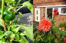 Chrysanthemums and peppers grown at cloverlands court