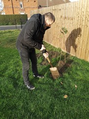 Bob Pitchfork planting a tree at Redwood Crescent pocket park