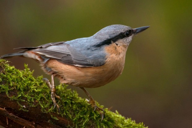 Nuthatch bird