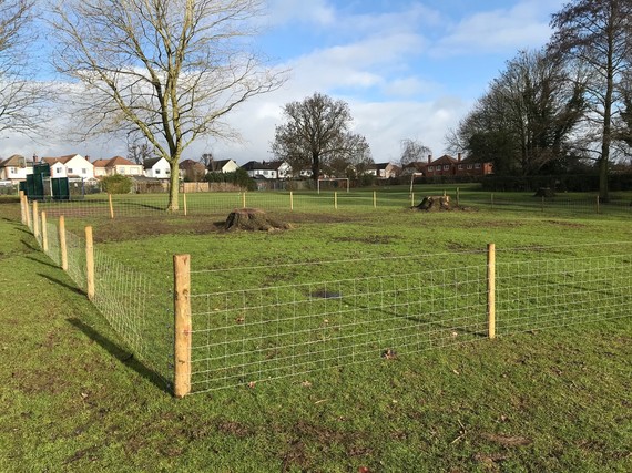 Tree planting at Cator Lane