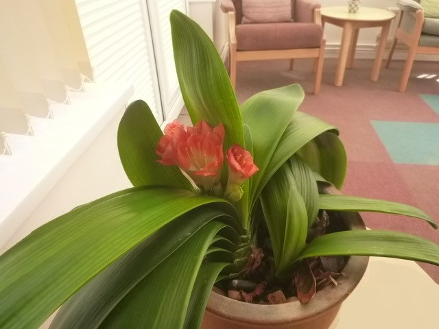 A indoor plant image taken by a tenant at bexhill court