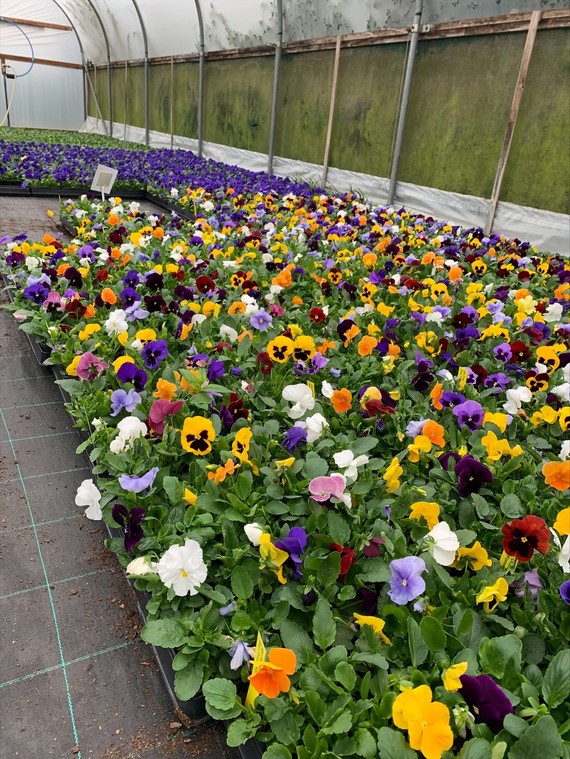 Colourful winter bedding plants