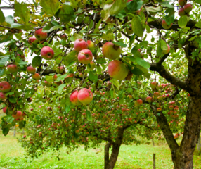 Apple trees