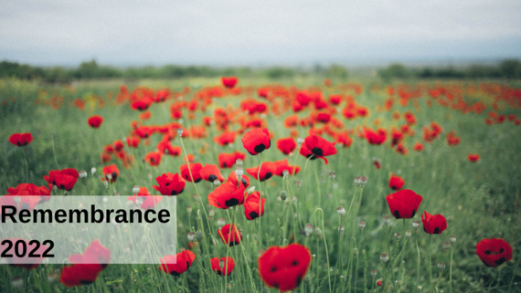 Remembrance 2022 field of poppies