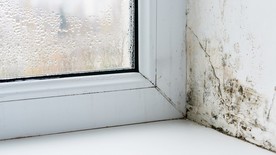 mould around window