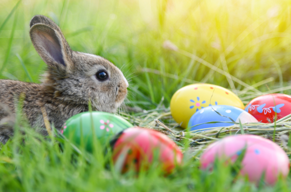 Bunny sitting in grass with painted easter eggs