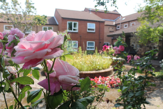 rose and bench in southfields communal garden