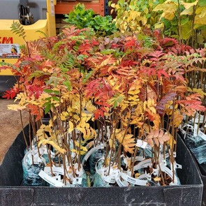 A selection of the free trees