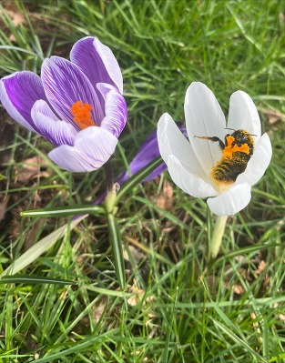 A bee resting in a crocus