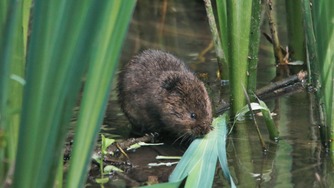 Water vole