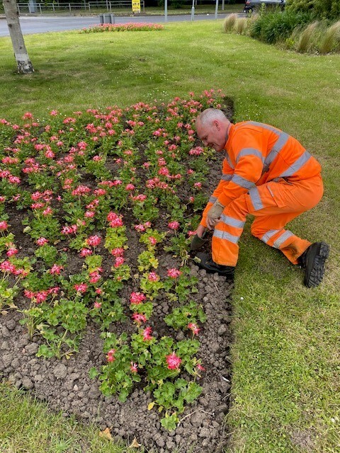 A flower bed being planted by a member of the Parks team