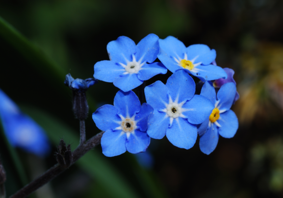 Forget me not flower