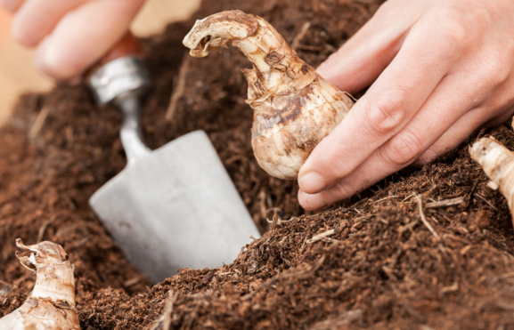 Planting bulbs