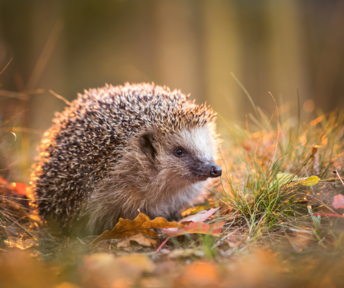 A hedgehog in autumn leaves