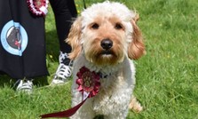 Barking Mad Dog Show