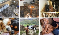 Puppy farming