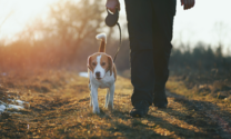 Dog being walked on a lead