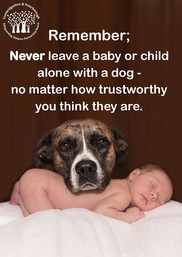 Dogs and Safeguarding Children Poster
