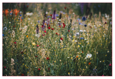 A field of wildflowers