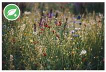A field of wildflowers and Green Leaf logo