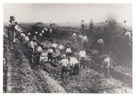 Black and white photo of workers digging in a field.