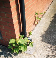 gardening