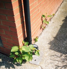 gardening