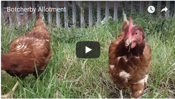 Botcherby allotment