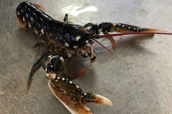 Lobster caught during the Eastern Channel beam trawl survey