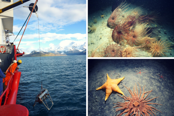 Discovery Expeditions to SGSSI, Tristan da Cunha & St Helena