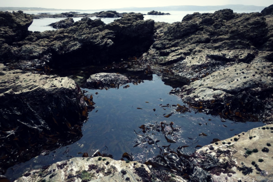 The low tide pool in the south west of England where the ribbon worms were found. Image credit: David Fenwick.