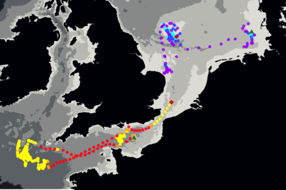 The movements of two individual fish used in the study. Different colours reflect changes in the fish’s behaviour. 