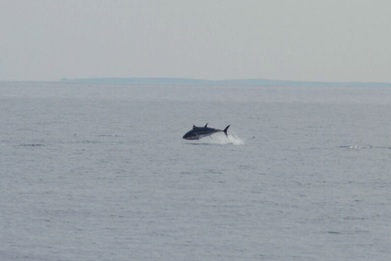 Securing a future for Atlantic bluefin tunas 