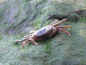 Non native species of crab