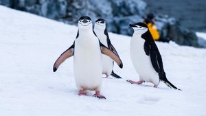 chinstrap penguin