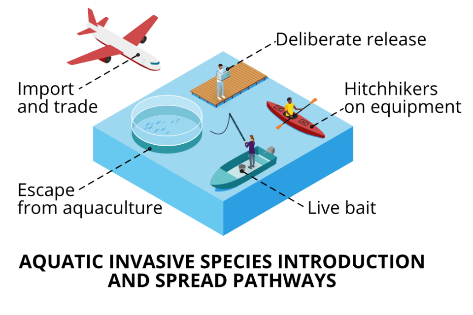 Aquatic invasive species introduction and spread pathways