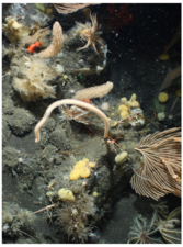 creatures on the seabed