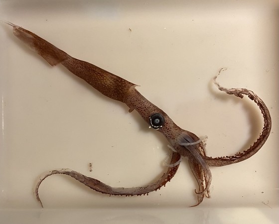 willowy squid
