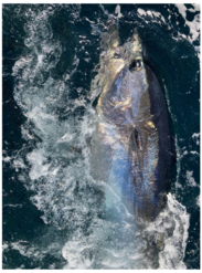 a fish in the sea